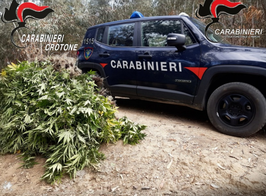 Coltivavano marijuana: carabinieri forestale arrestano tre persone a Crotone