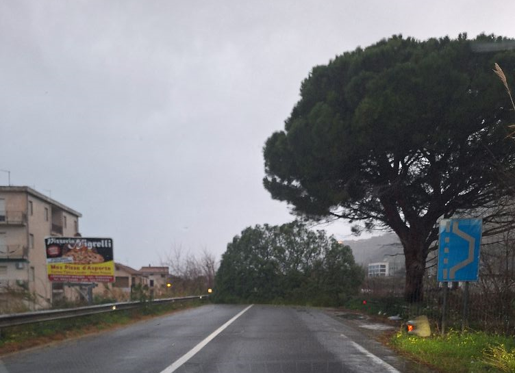 Vento e pioggia sul Tirreno cosentino: albero sulla Ss18 a Longobardi, chiuso ponte di San Nicola Arcella